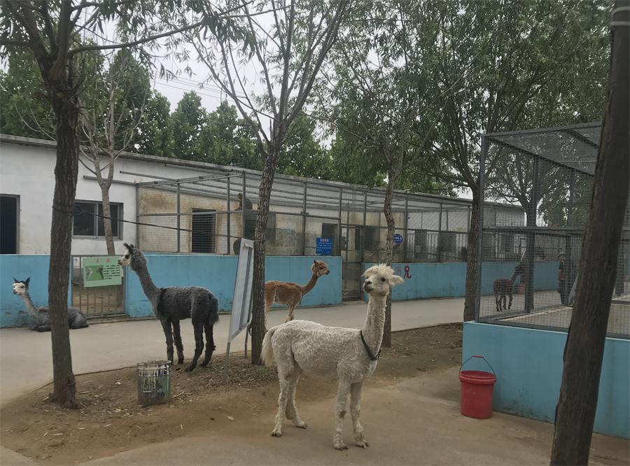 天鵝湖風(fēng)景區(qū)（泰山）速覽！(圖4)