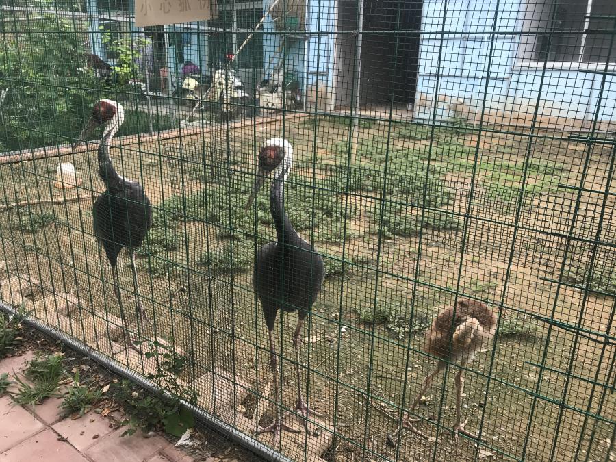 天鵝湖風(fēng)景區(qū)（泰山）速覽！(圖6)