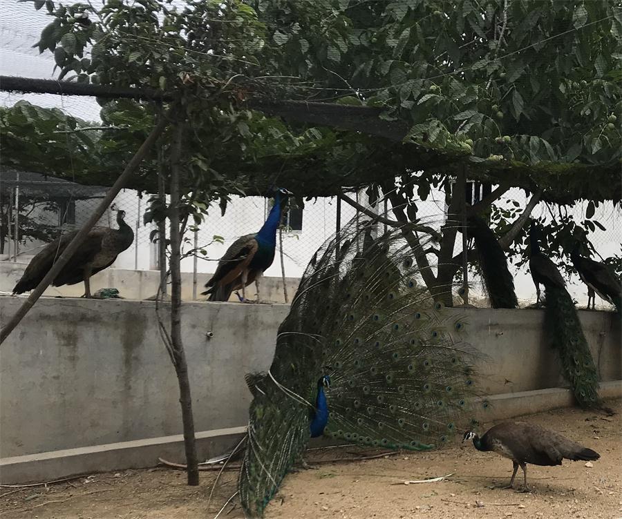 天鵝湖風(fēng)景區(qū)（泰山）速覽！(圖11)