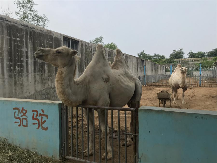 天鵝湖風(fēng)景區(qū)（泰山）速覽！(圖8)