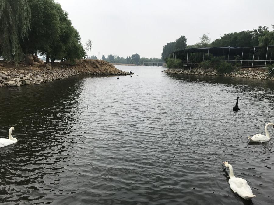 天鵝湖風(fēng)景區(qū)（泰山）速覽！(圖14)