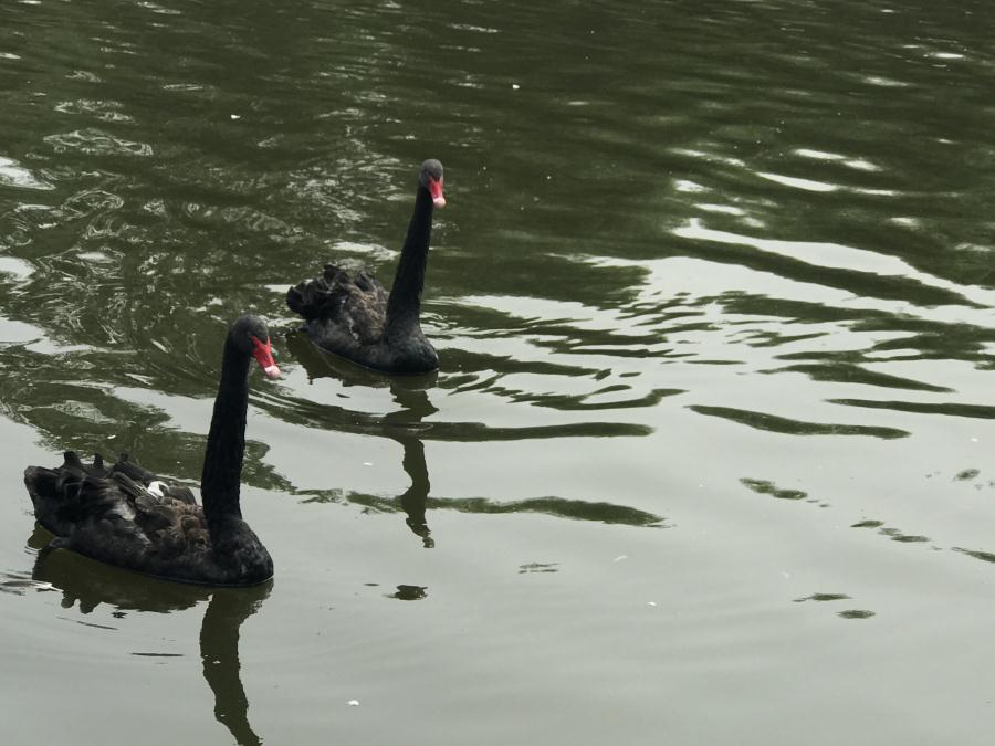 天鵝湖風(fēng)景區(qū)（泰山）速覽！(圖13)