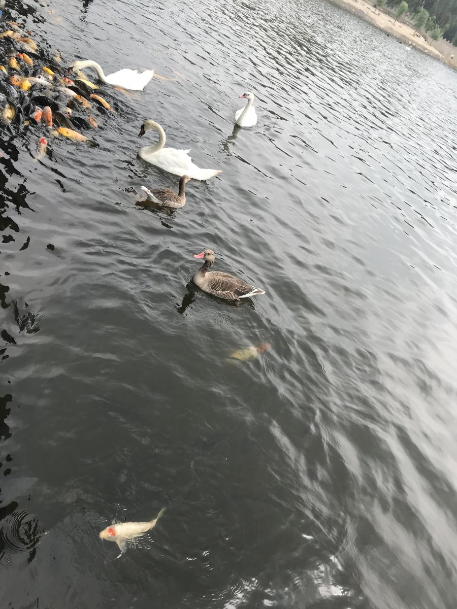 天鵝湖風(fēng)景區(qū)（泰山）速覽！(圖17)